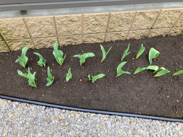 去年の秋に植えたチューリップが芽を出してきました。我が家の庭