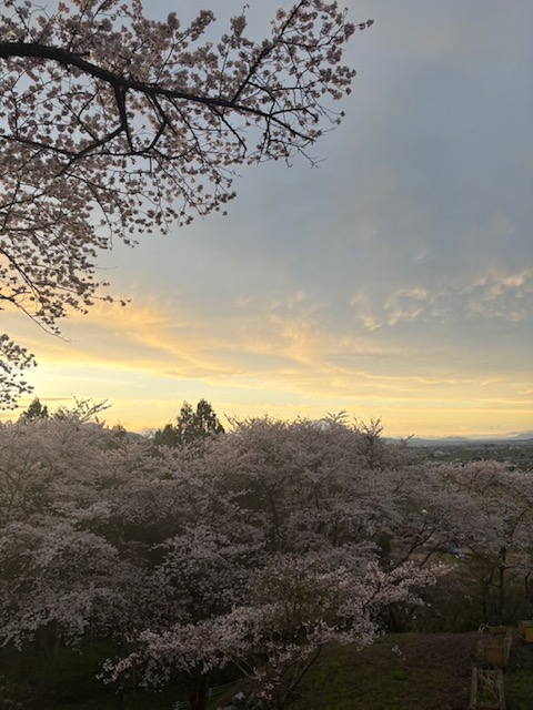 紫波町城山公園　家族で花見　湯型の晴れ間が美しく　桜満開