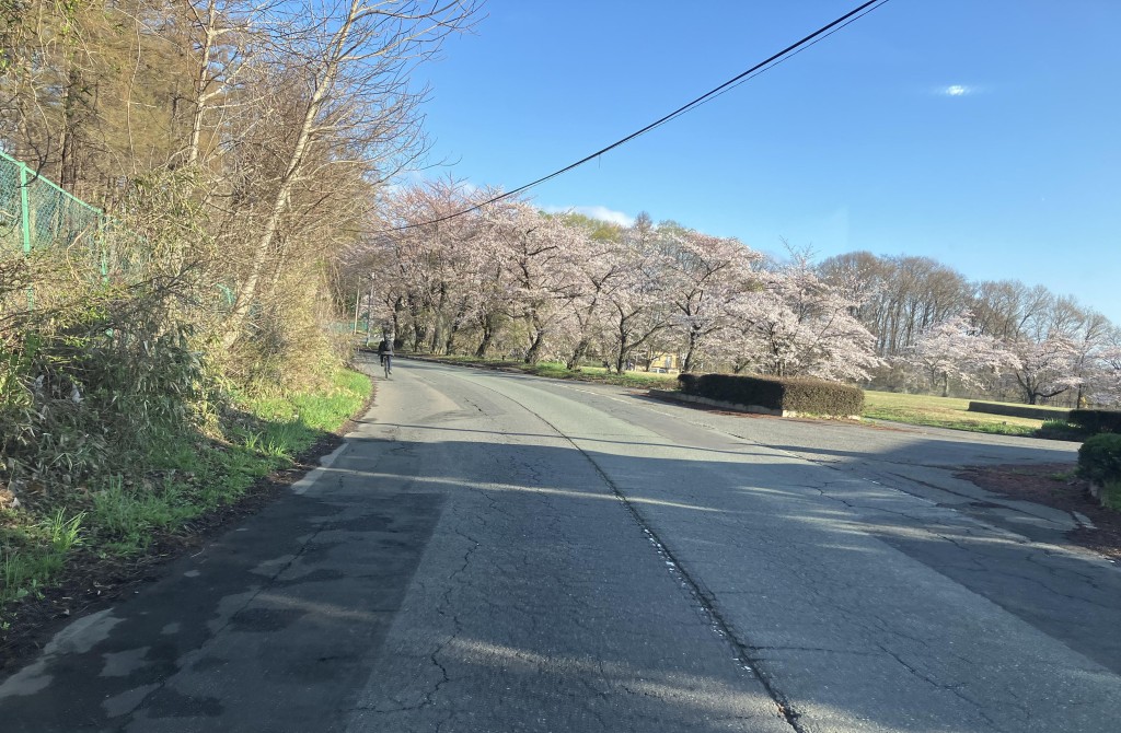 盛岡　四十四田ダムの桜満開です。　春の通勤路