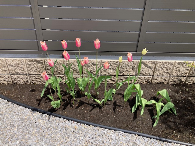 庭に咲いたチューリップが綺麗です。
お庭が明るくなりました！