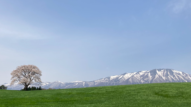 岩手　小岩井の一本桜と岩手山の残雪が青空に映えて美しい
