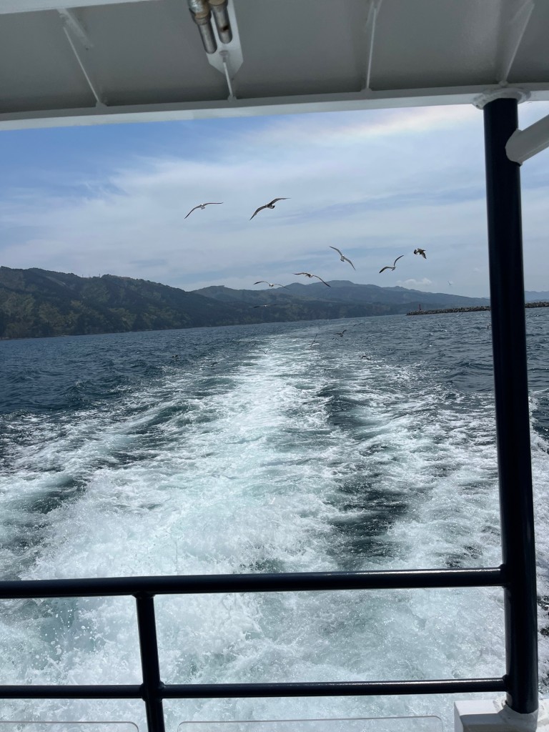 岩手県　宮古市　遊覧船からうみねこ