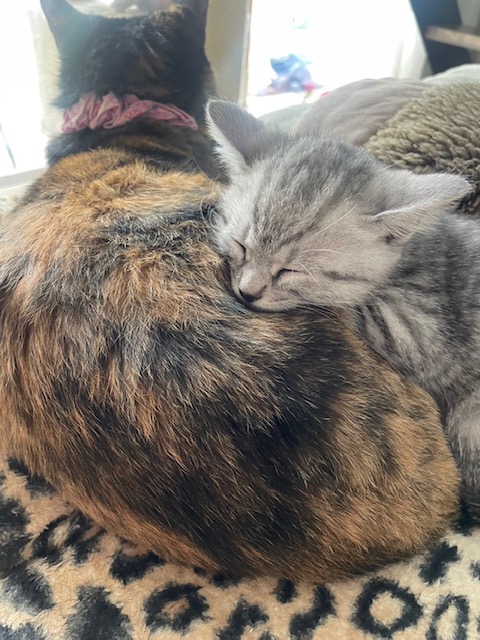 お店のご縁で新しい猫が我が家へ！